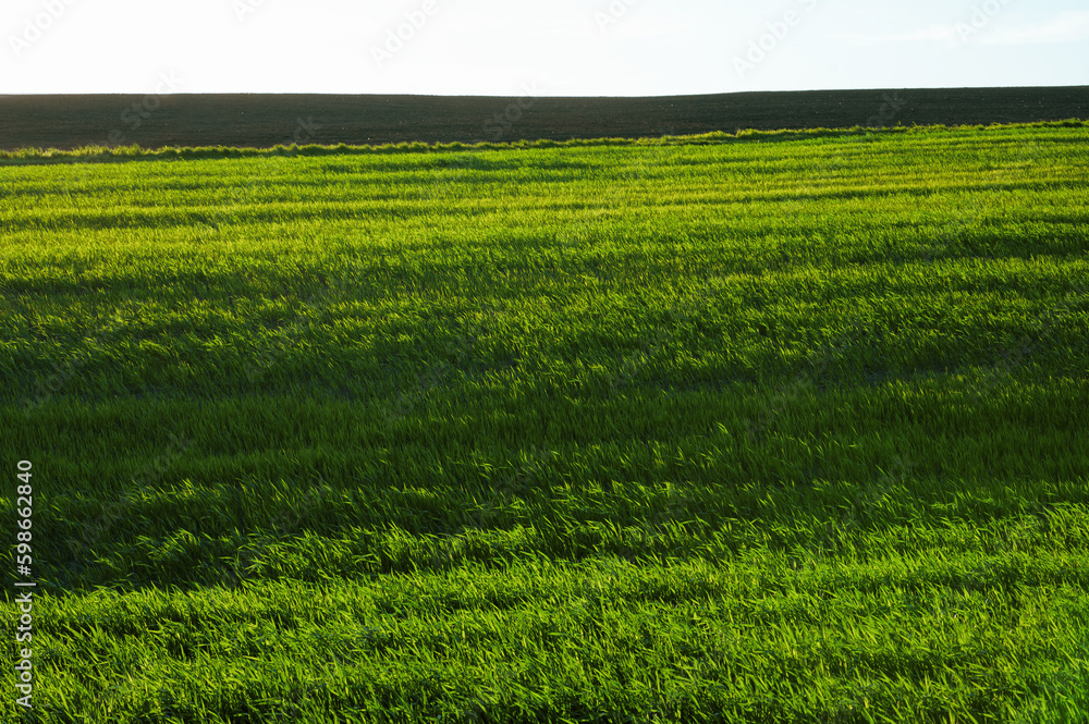 Obraz premium Green field of wheat, beautiful landscape and horizon lines