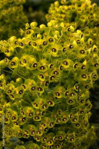 Closeup of flowers and bracts of Euphorbia characias subsp. wulfenii 'Lambrook Gold' in a garden in Spring