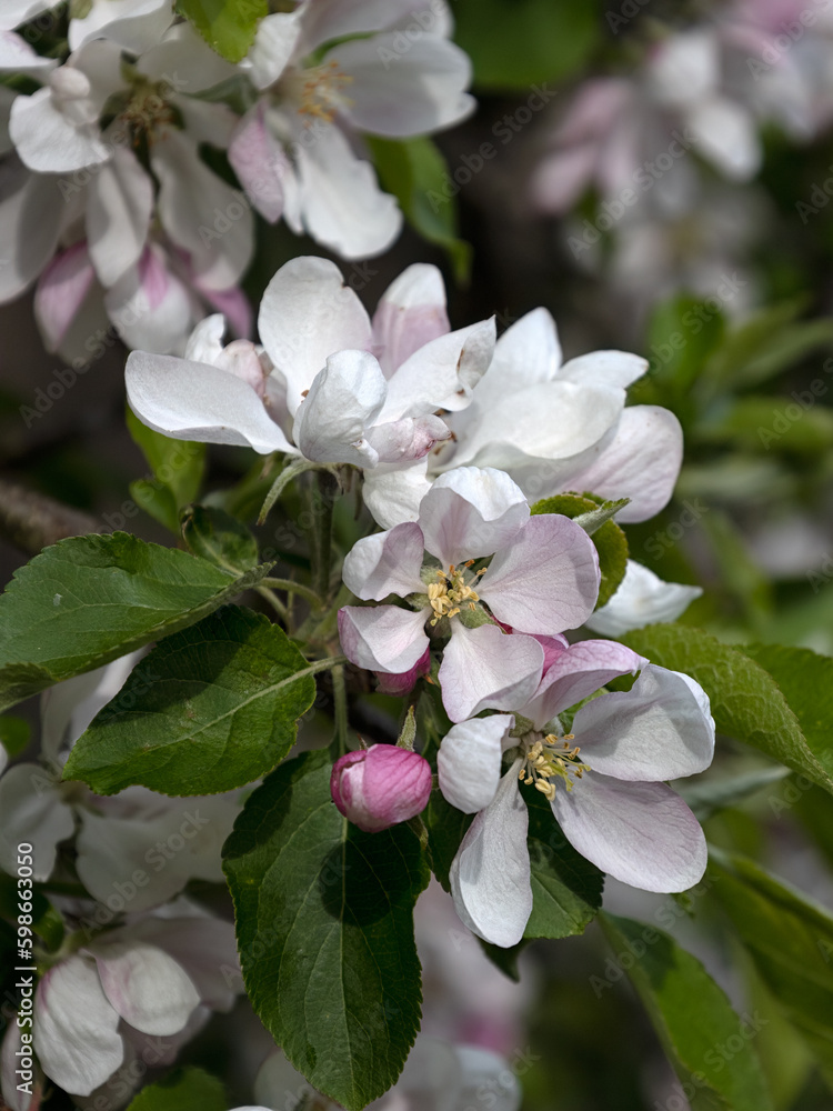 Closeup of flowers of desert apple Malus domestica 'Red Falstaff' in a garden in spring Closeup of flowers of desert apple Malus domestica 'Red Falstaff' in a garden in spring