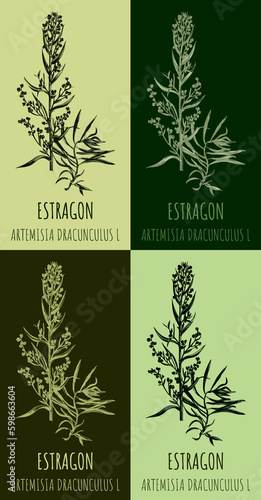 Tarragon or artemisia dracunculus, aromatic kitchen and medicinal herb. Hand drawn botanical illustration