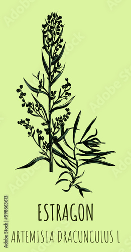 Tarragon or artemisia dracunculus, aromatic kitchen and medicinal herb. Hand drawn botanical vector illustration 