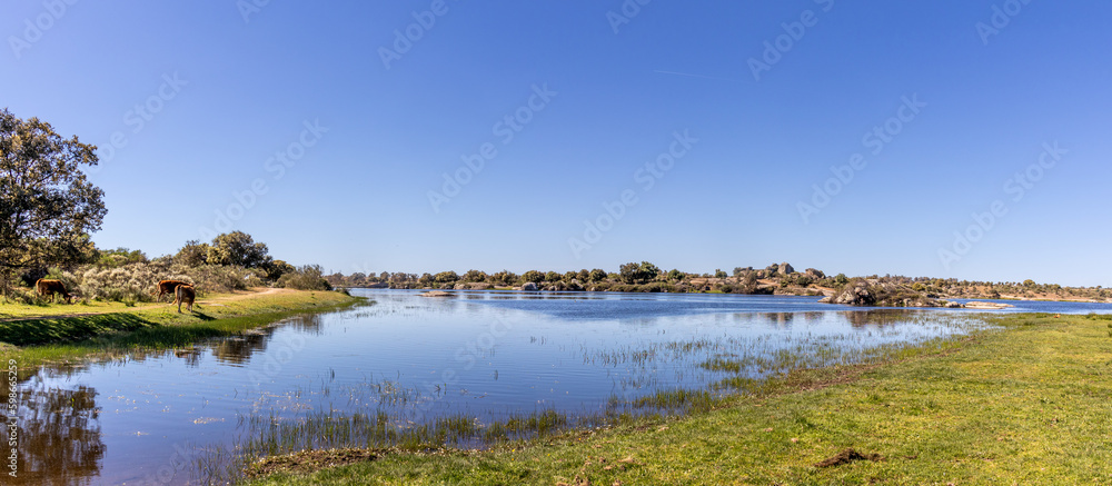 Panoramic photograph of a pond and some cows grazing in the natural reserve of Los Barruecos, Malpartida de Cáceres, Spain