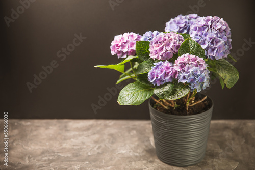 Hydrangea Blooming.Vintage hydrangea flowers on a black background.Hydrangea in a pot.Beautiful spring bouquet. Blue, pink and lilac hydrangea flowers.Flower background. Floral illustration.Retro