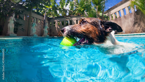 Fotografia Funny photo of jack russell terrier puppy playing with fun in swimming pool - jump, dive deep down to fetch ball