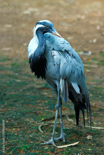 Photography This photo features a Demoiselle Crane at Vandalur Zoo in Tamil Nadu, India