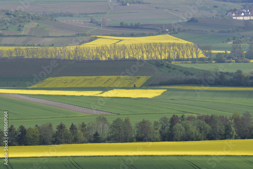 rheinhessische frühlingslandschaft