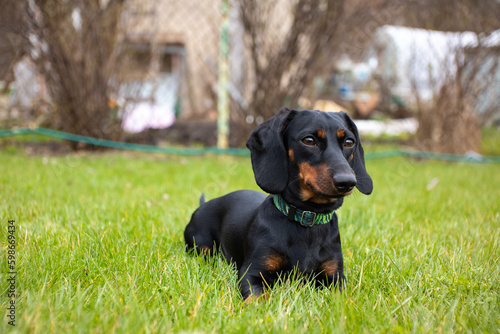 Black and tan dachshund puppy sitting on the green grass