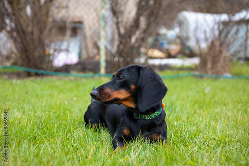 Black and tan dachshund puppy sitting on the green grass Czarny podpalany szczeniak jamnik siedzi na zielonej trawie