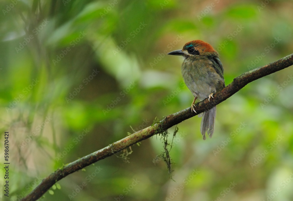 Fototapeta premium Tody-Motmot