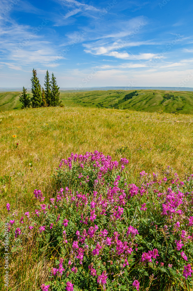 Wildflowers on a hilltop overlooking the prairies in Cypress Hills Provincial Park Wildflowers on a hilltop overlooking the prairies in Cypress Hills Provincial Park