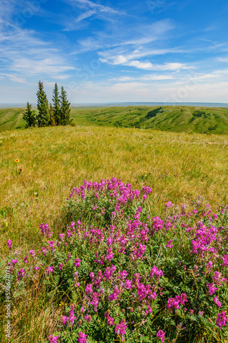 Wildflowers on a hilltop overlooking the prairies in Cypress Hills Provincial Park