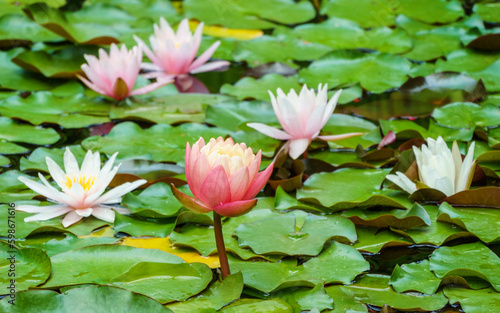 Landscaped garden pond with amazing bright pink-orange water lily or lotus flower Perry's Orange Sunset. Blossom with Nympheas Marliacea Rosea in garden pond.