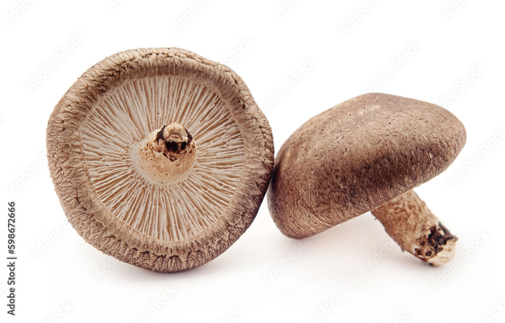 mushrooms isolated on white background