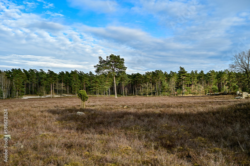 Heidelandschaft mit Wald in der L  neburger Heide bei Wilsede am Wilseder Berg  L  neburg  Niedersachsen  Deutschland bei blauem Himmel