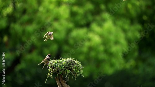 Birds fight for food.