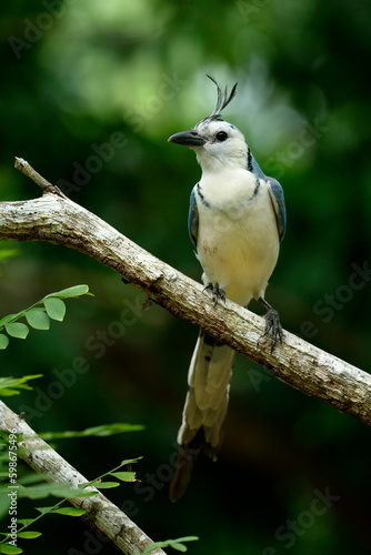 White-throated-Magpie-Jay