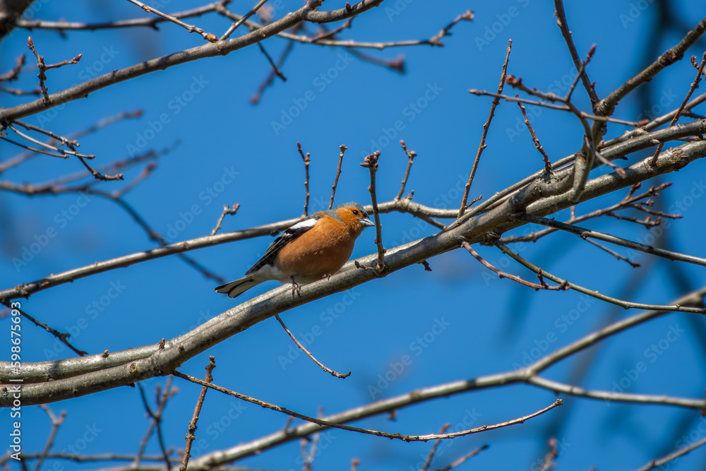 Chaffinch fringilla coelabs perched in a tree with a bright blue sky in the background Chaffinch fringilla coelabs perched in a tree with a bright blue sky in the background