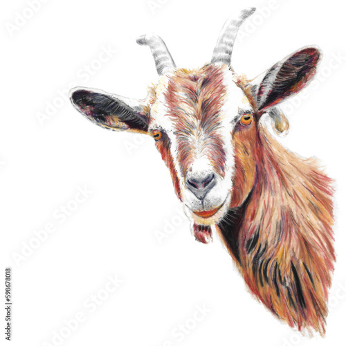 Chalk drawing head of a goat