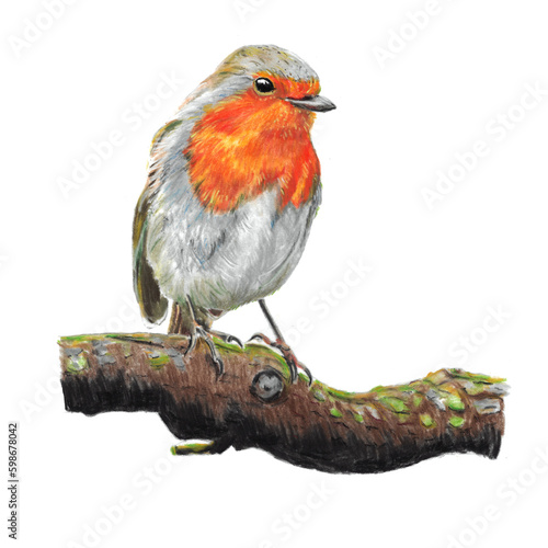 Hand painted Robin bird on white
