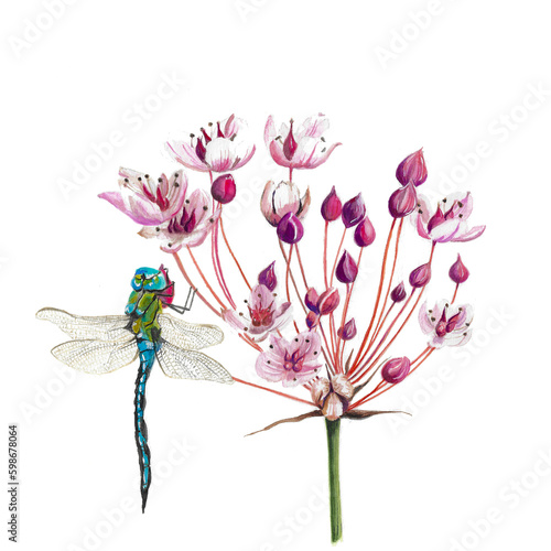 Flowering rush with dragonfly