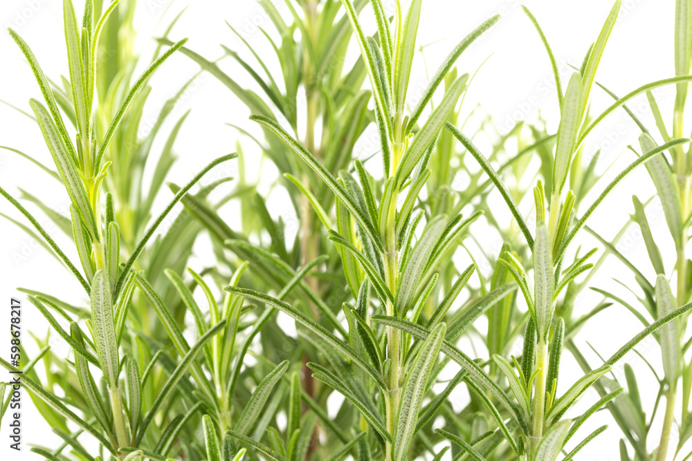 Naklejka premium Branches of rosemary on a white background