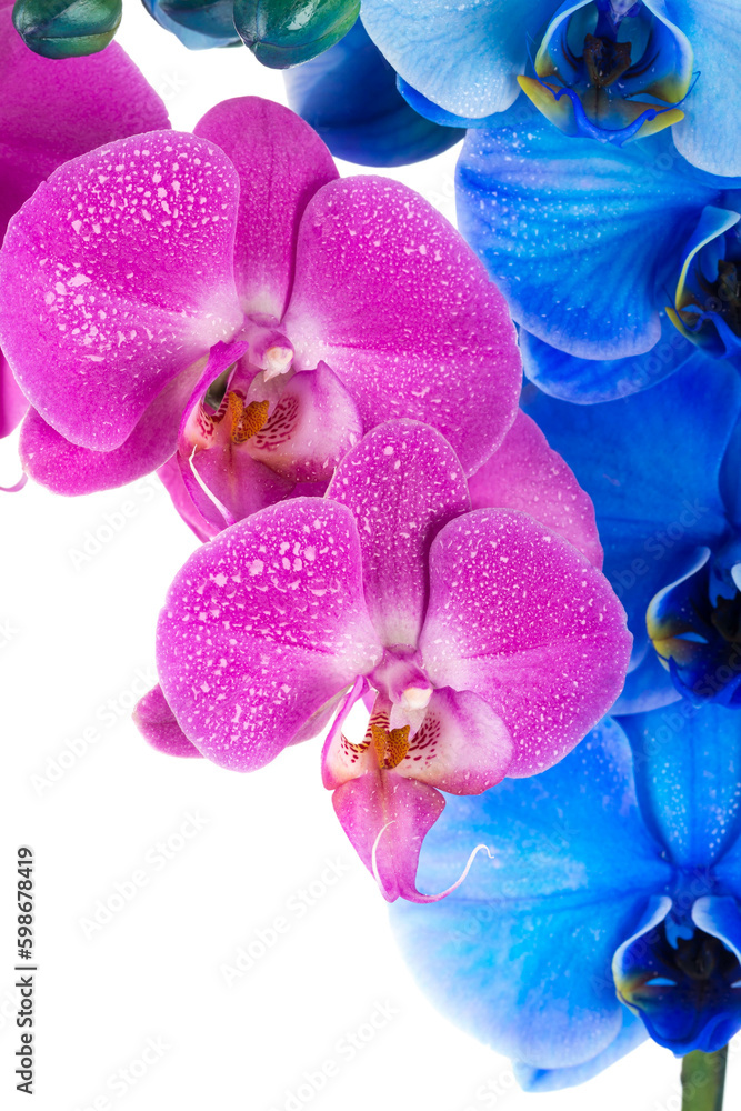 Fototapeta premium orchid pink blue flower with water drops