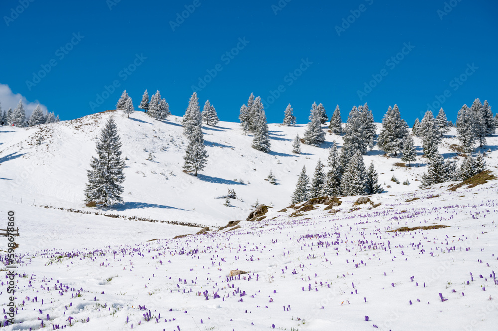 Majestic view of blooming spring crocuses poking from late snow in mountains.
