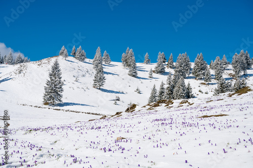 Obraz na płótnie Majestic view of blooming spring crocuses poking from late snow in mountains. w salonie