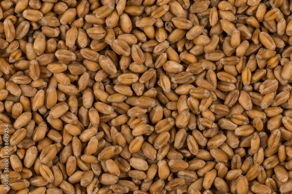 whole background of wheat grain whole background of wheat grain