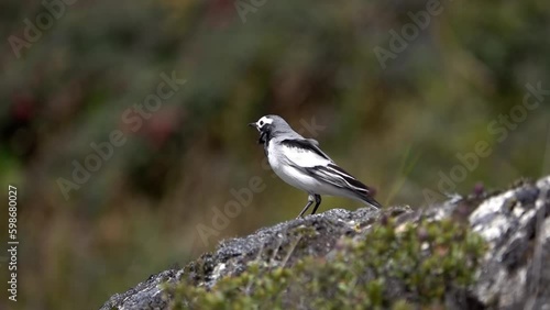 white wagtail (Motacilla alba) standing on rock an takes off
Everest National Park, Nepal,2023,Slow motion
 photo