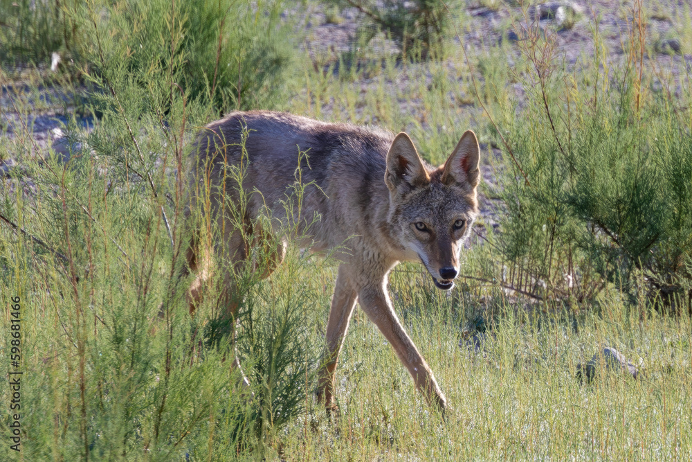 Fototapeta premium Coyote Henderson Bird Viewing Preserve Henderson, Nevada April 2023