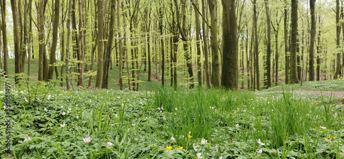 Danish green beech forest in spring season and anemones blossoming in the forest floor #598681497