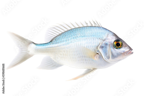 fish isolated