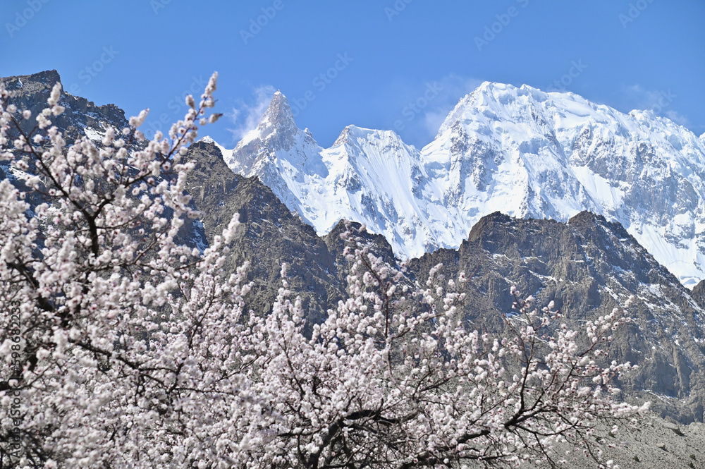 Snowy Mountain with White Apple Blossoms as Foreground