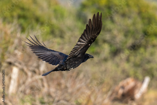 Raven flying in flight © davidhoffmann.com