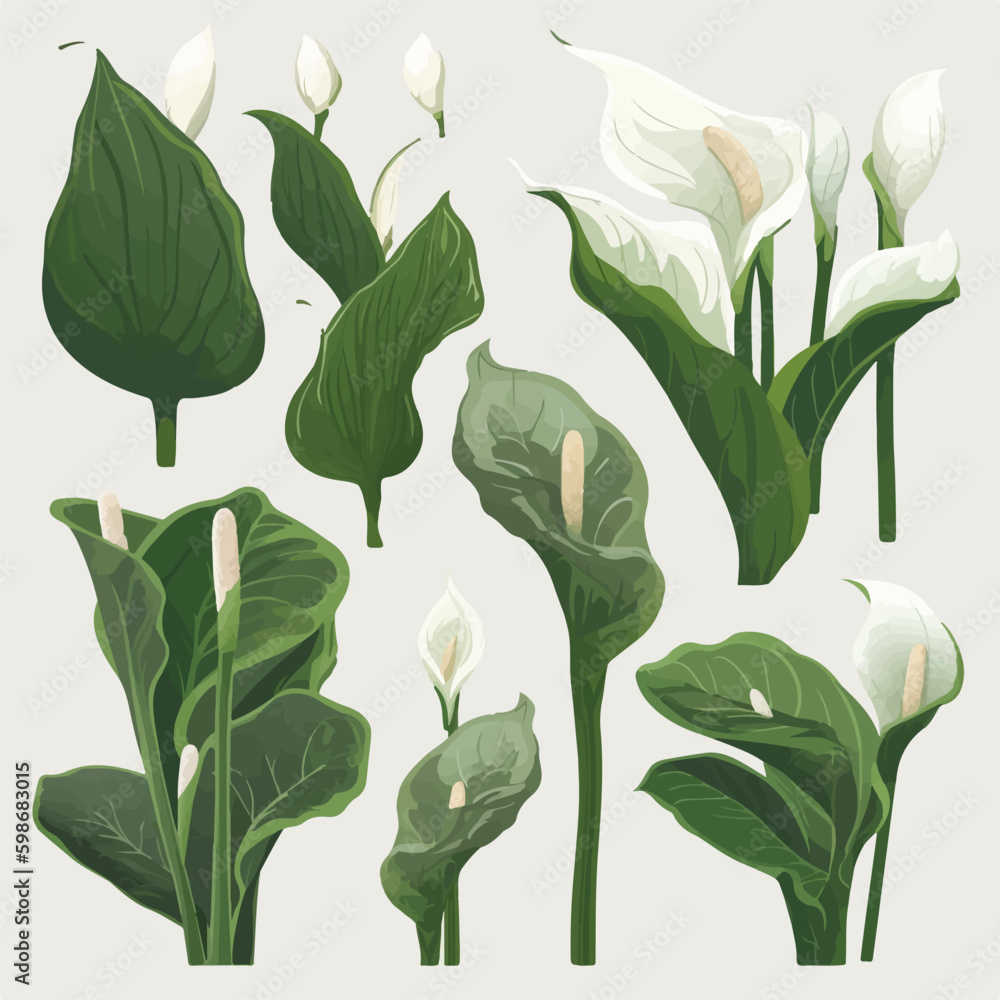 Obraz premium Create a stunning design with these Calla flower vectors.