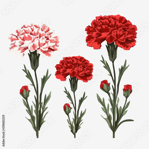 A pack of realistic carnation flower illustrations with delicate petals and intricate details. © Llama-World-studio