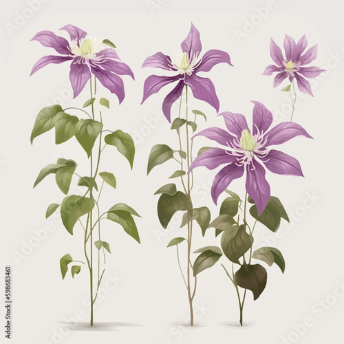 Beautiful clematis flower for digital art projects.