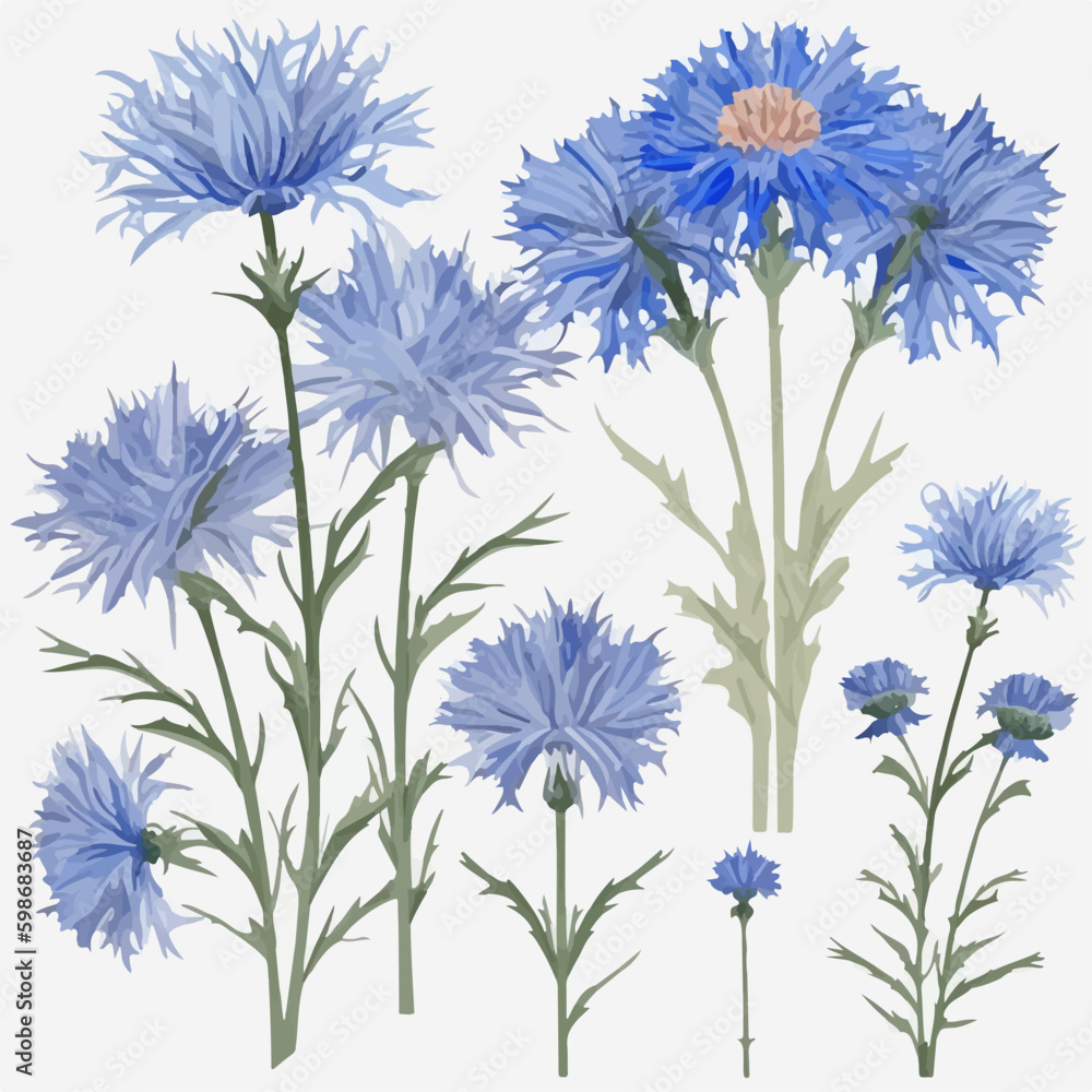 Beautiful vector illustration of a cornflower flower