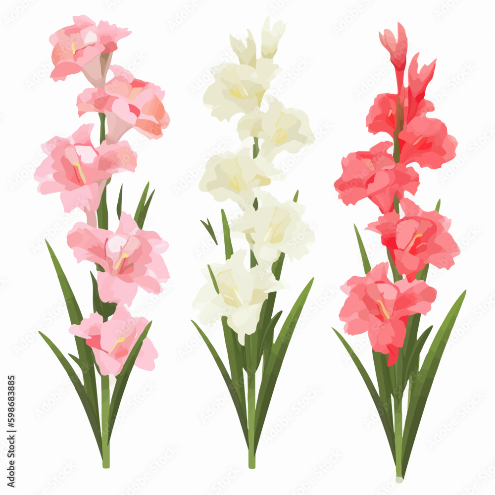 A collection of sleek and minimalistic gladiolus flower illustrations for a clean aesthetic.