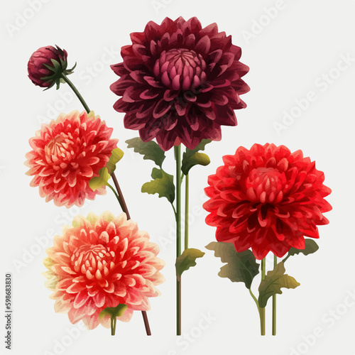 Vector set showcasing the vibrant colors and intricate details of dahlia flowers.