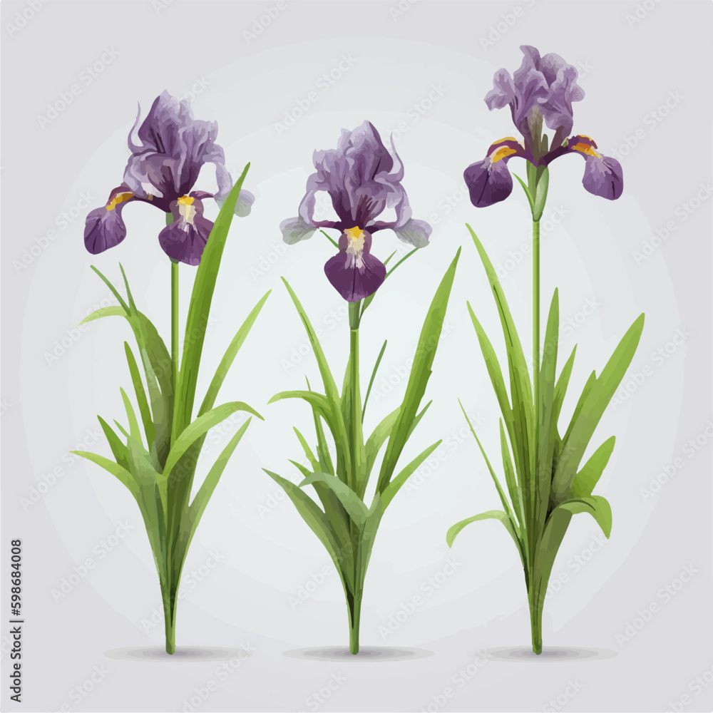 Vector pack featuring a variety of iris illustrations for versatile use. Vector pack featuring a variety of iris illustrations for versatile use.