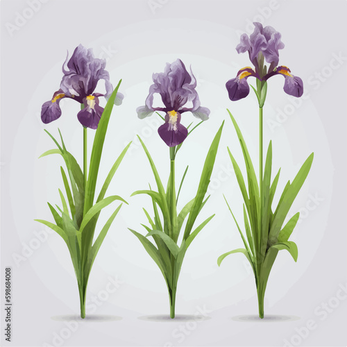 Vector pack featuring a variety of iris illustrations for versatile use. © Llama-World-studio