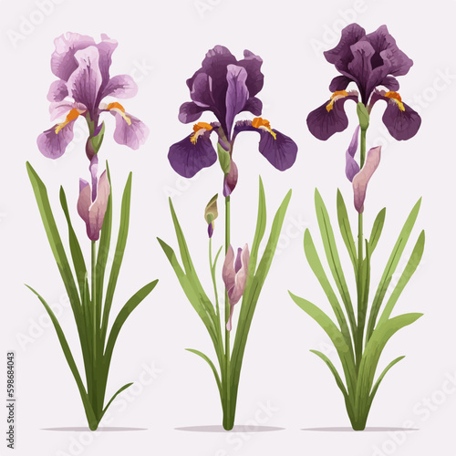 Pack of stylish iris illustrations for branding and promotional materials.