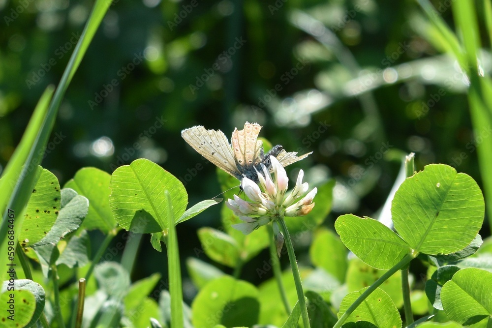 Obraz premium Butterfly