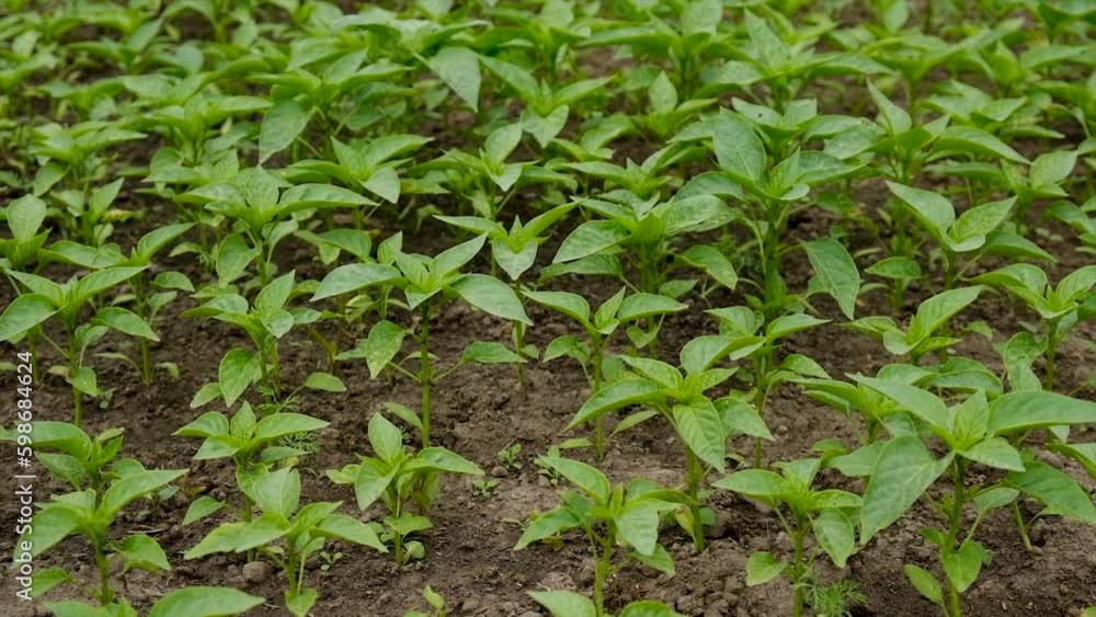 Pepper seedlings grow in the garden. Selective focus. Pepper seedlings grow in the garden. Selective focus.