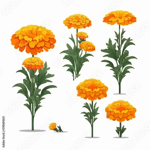 A collection of graceful marigold illustrations that evoke joy.