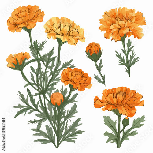 Vector collection featuring abstract marigold shapes.