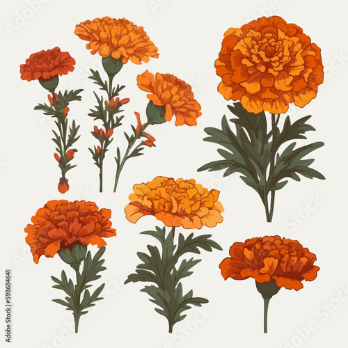 Collection of botanical marigold vector illustrations.