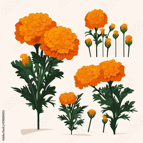 Collection of floral marigold vector illustrations for versatile use.